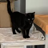 Photo de chat perdu à Saint Pere