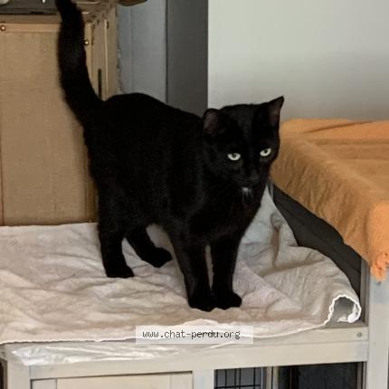 Photo 1/1 Topaze Chat perdu à Saint pere