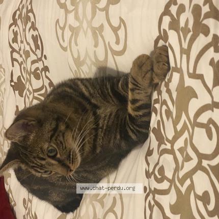 Photo 1/1 Chat retrouvé Perdu à Reims