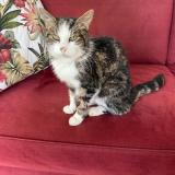 Photo de chat perdu à Saint Arnoult En Yvelines