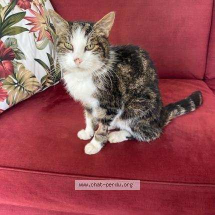 Photo 1/1 James Fanon Chat perdu à Saint arnoult en yvelines