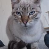 Photo de chat trouvé à Beziers