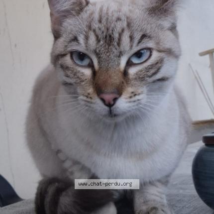 Photo 1/1 Chat trouvé Trouvé à Beziers