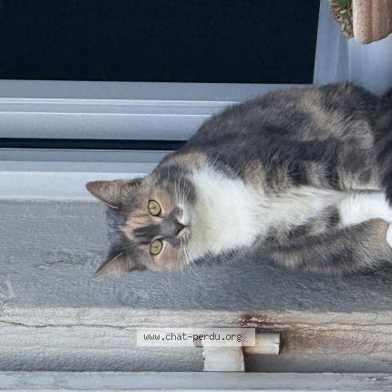 Photo 1/1 Tartine Chat perdu à Longvic