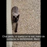 Photo de chat perdu à Saint Andre D Apchon