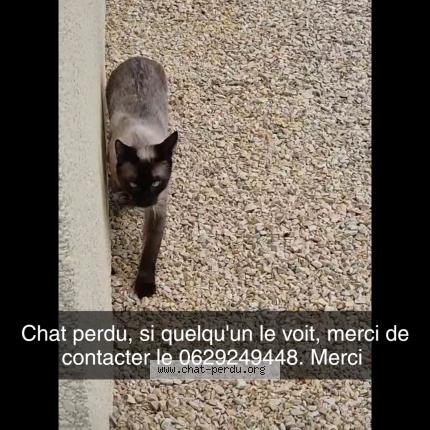 Photo 1/1 Shakur Chat perdu à Saint andre d apchon