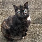 Photo de chat perdu à Jabrun