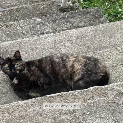 Photo 2/4 Minoune Chat perdu à Jabrun