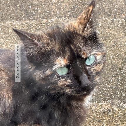 Photo 3/4 Minoune Chat perdu à Jabrun