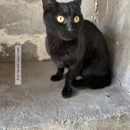 Photo 1/1 Chat retrouvé Trouvé à Houilles