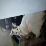 Photo de chat perdu à Castelnau De Medoc