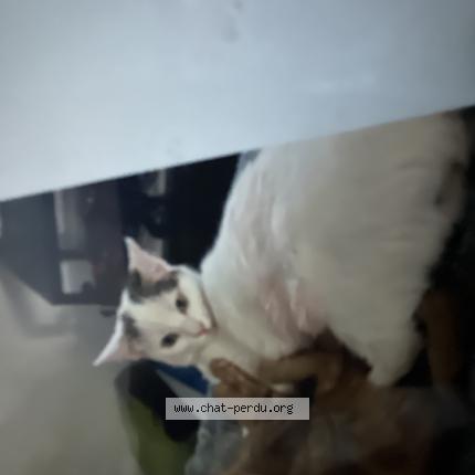 Photo 1/1 Pépette Chat perdu à Castelnau de medoc