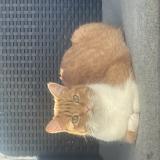 Photo de chat perdu à Ferrieres