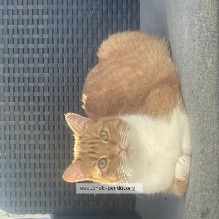 Photo 1/1 Timo Chat perdu à Ferrieres