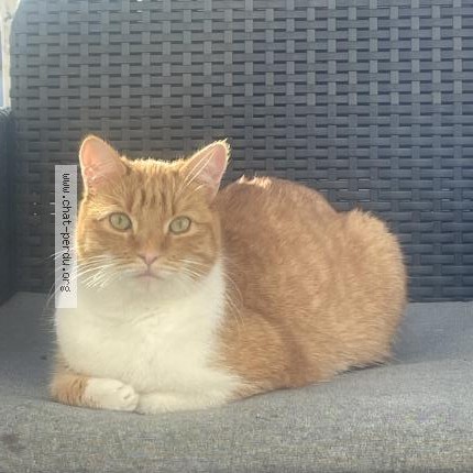 Photo 1/1 Timo Chat perdu à Ferrieres