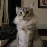 Photo de chat perdu à Cremieu