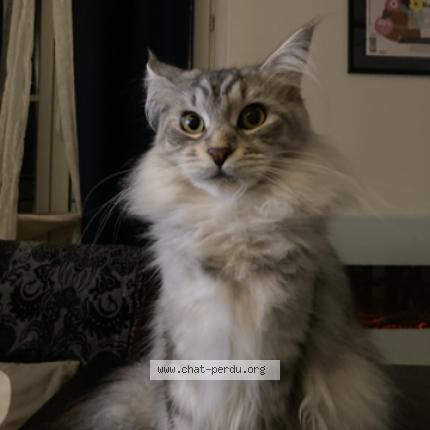 Photo 1/1 uzy Chat perdu à Cremieu