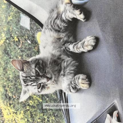 Photo 1/1 Wifi Chat perdu à Moissac