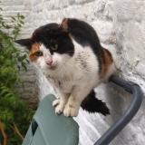 Photo de chat trouvé à Lille