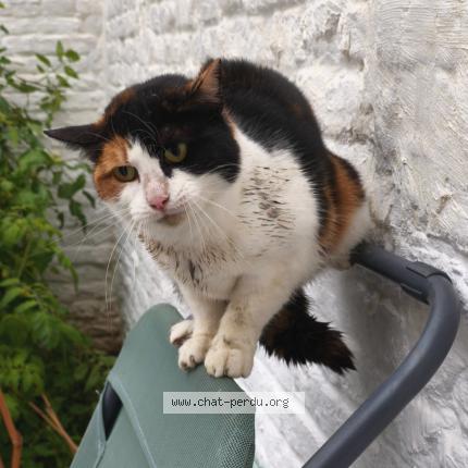 Photo 1/2 Chat trouvé Trouvé à Lille