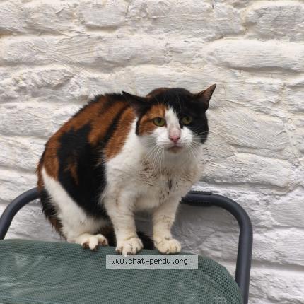 Photo 2/2 Chat trouvé Trouvé à Lille
