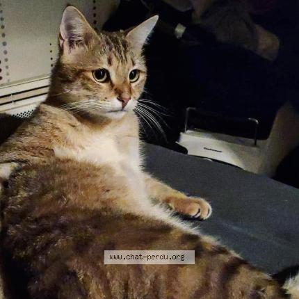 Photo 1/1 Athena Chat perdu à Besancon