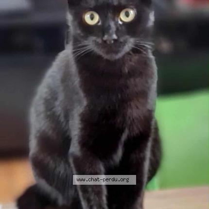 Photo 1/1 Cooky Chat perdu à Mouvaux