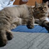 Photo de chat perdu à Singapore