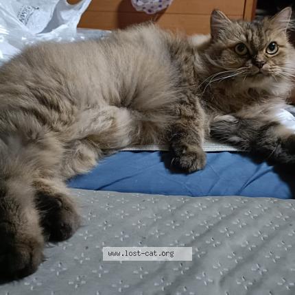 Photo 1/1 Donut Chat perdu à Singapore