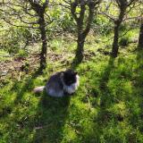 Photo de chat perdu à Plourin Les Morlaix