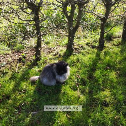 Photo 1/1 Chat retrouvé Perdu à Plourin les morlaix