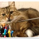 Photo de chat perdu à Luynes