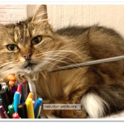 Photo 1/1 Choupette Chat perdu à Luynes