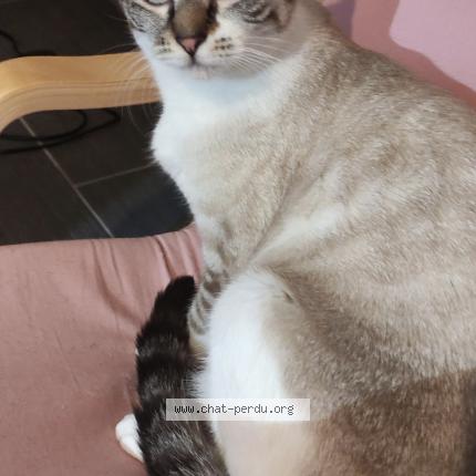 Photo 1/1 Chouquette Chat perdu à Batilly