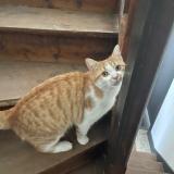 Photo de chat perdu à Dijon