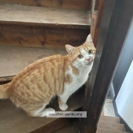 Photo 1/1 Caramel Chat perdu à Dijon