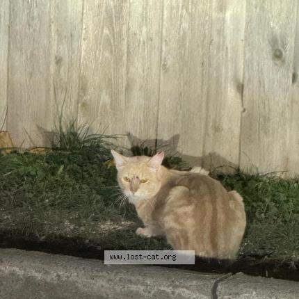 Photo 1/1 Chat trouvé Trouvé à Toronto