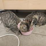 Photo de chat perdu à Castelnaudary