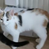 Photo de chat perdu à Ballancourt Sur Essonne