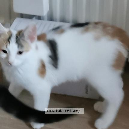 Photo 1/1 Sakura Chat perdu à Ballancourt sur essonne