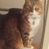 Photo de chat perdu à Chateauneuf Sur Charente