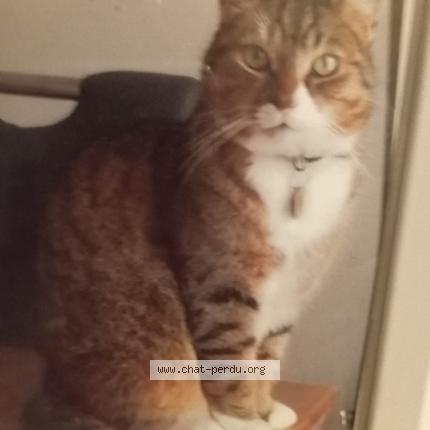 Photo 1/1 Simba Chat perdu à Chateauneuf sur charente