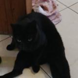 Photo de chat perdu à Compiegne