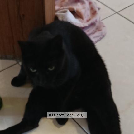 Photo 1/1 Bandit Chat perdu à Compiegne