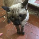 Photo de chat perdu à Aix En Provence