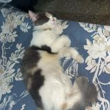 Photo de chat perdu à Lahore