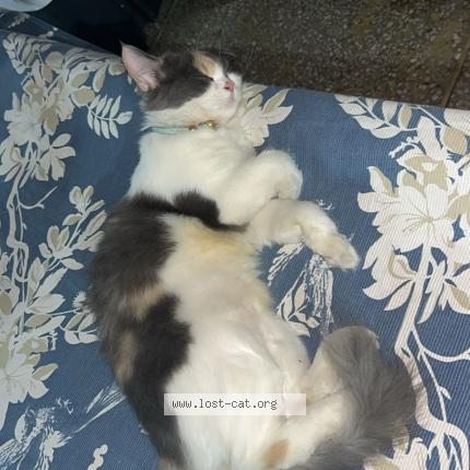 Photo 1/1 Kyra Chat perdu à Lahore