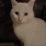 Photo de chat perdu à Irvillac