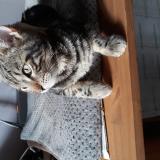 Photo de chat perdu à La Londe Les Maures