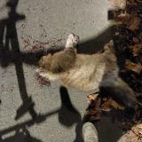 Photo de chat trouvé à Antony